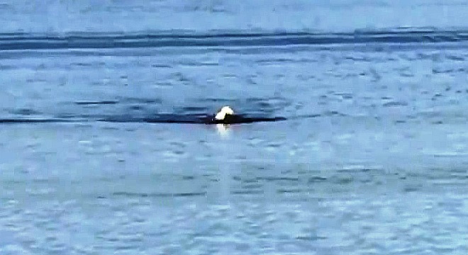 El &aacute;guila de cabeza blanca americana que nada como humano 