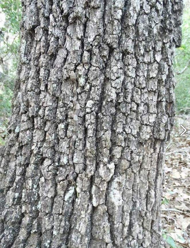 &iquest;Eres capaz de encontrar a una serpiente venenosa camuflada en el tronco de este &aacute;rbol?