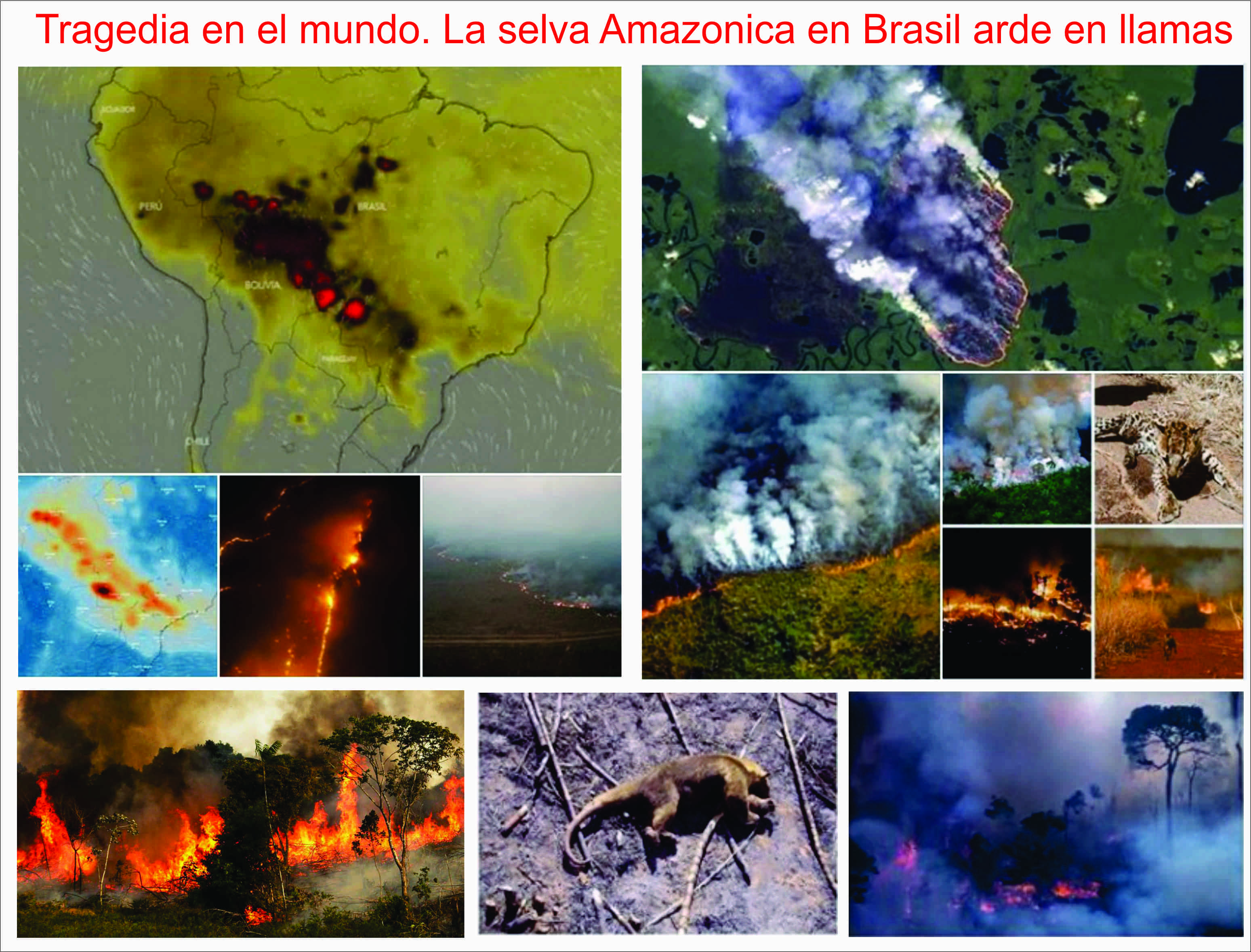  La selva Amaz&oacute;nica, devorada por un incendio forestal de 16 d&iacute;as