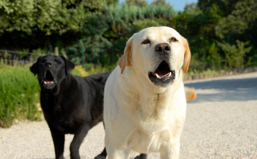 Juez ordena quitar cuerdas vocales de perros en Oregon 