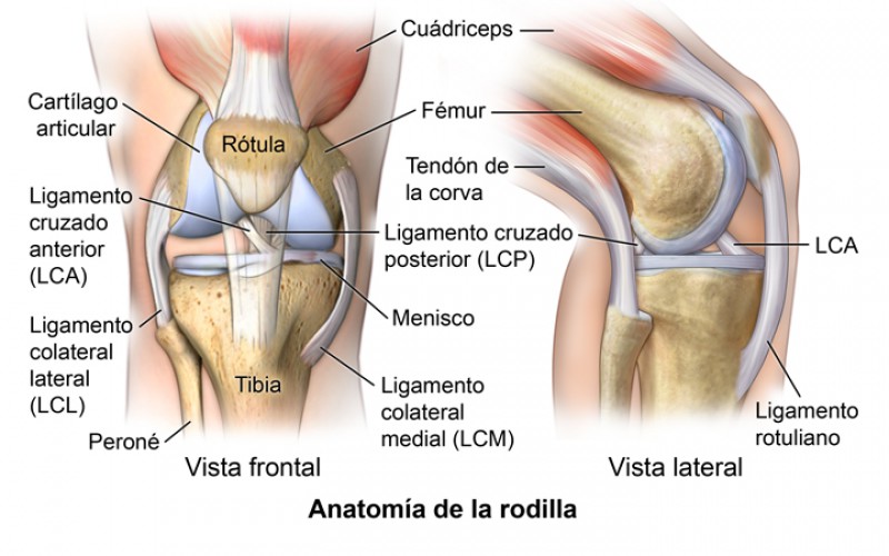 Tratamiento para fortalecer los tendones y ligamentos de tus rodillas