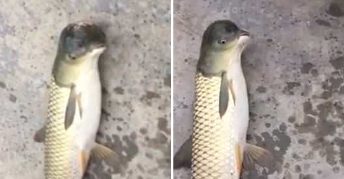 Pescan extra&ntilde;o pez mutante con 'cabeza de paloma' en China