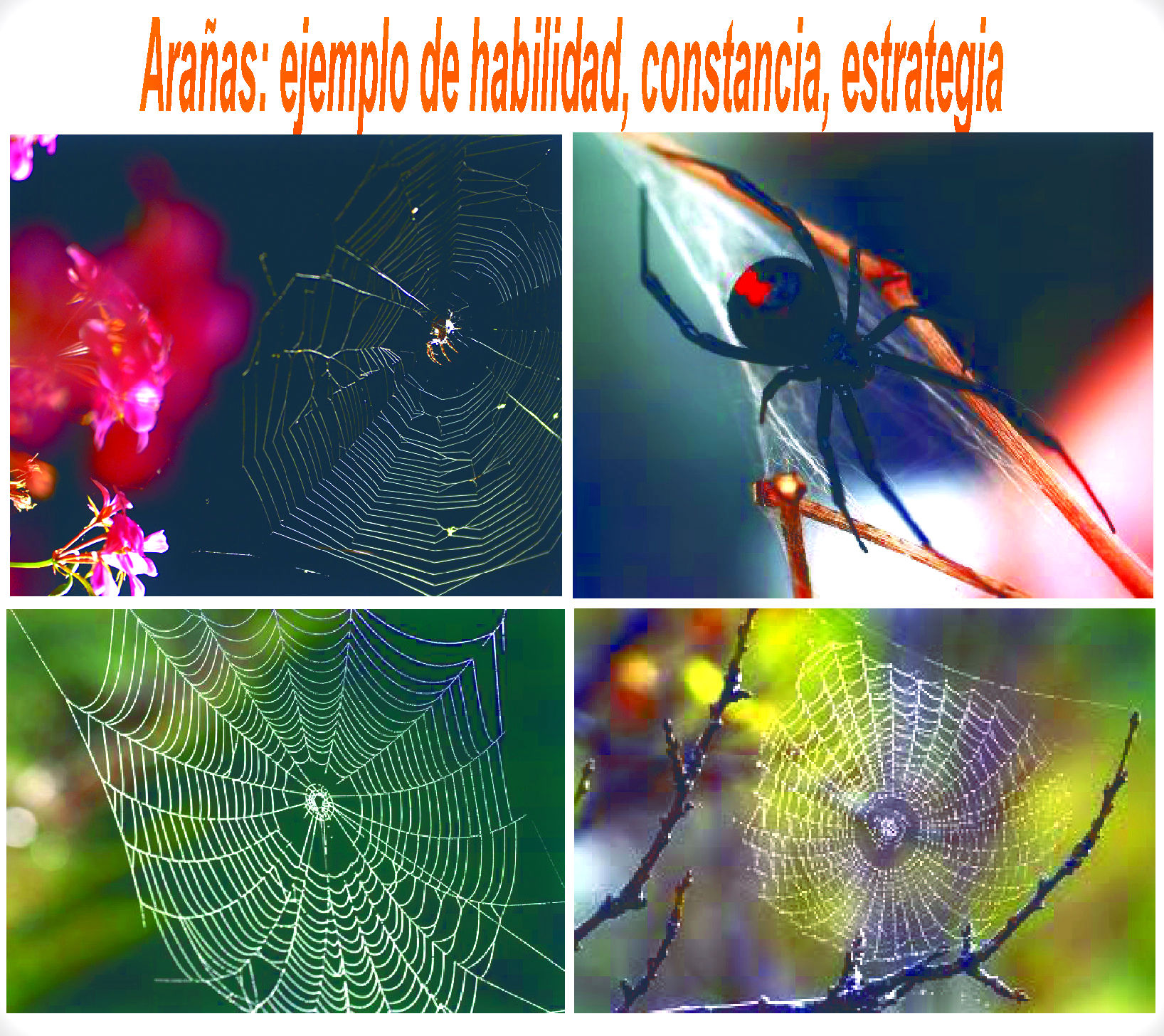  Consejos de liderazgo    &iquest;de la ara&ntilde;a?