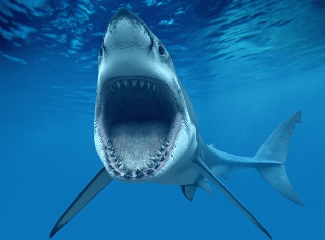 Curiosidades sobre los tiburones