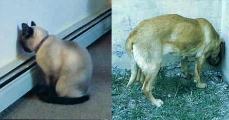 &iexcl;Mucho cuidado!: &iquest;Por qu&eacute; su mascota est&aacute; adoptando esta posici&oacute;n?