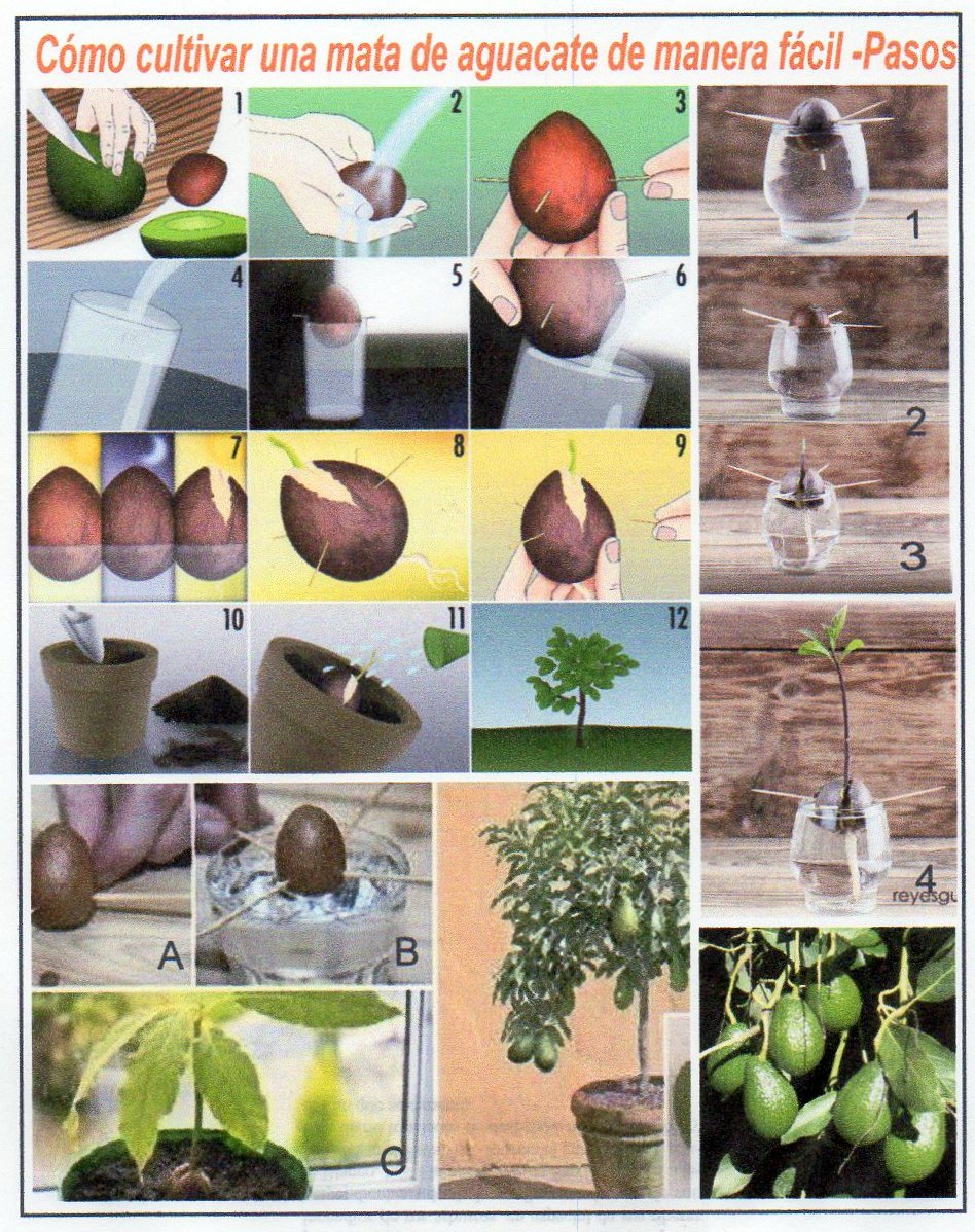  C&oacute;mo cultivar de manera f&aacute;cil una planta de aguacate y obtener frutos saludables