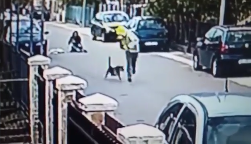Valiente perrito callejero salva a una mujer de ser atacada por un asaltante