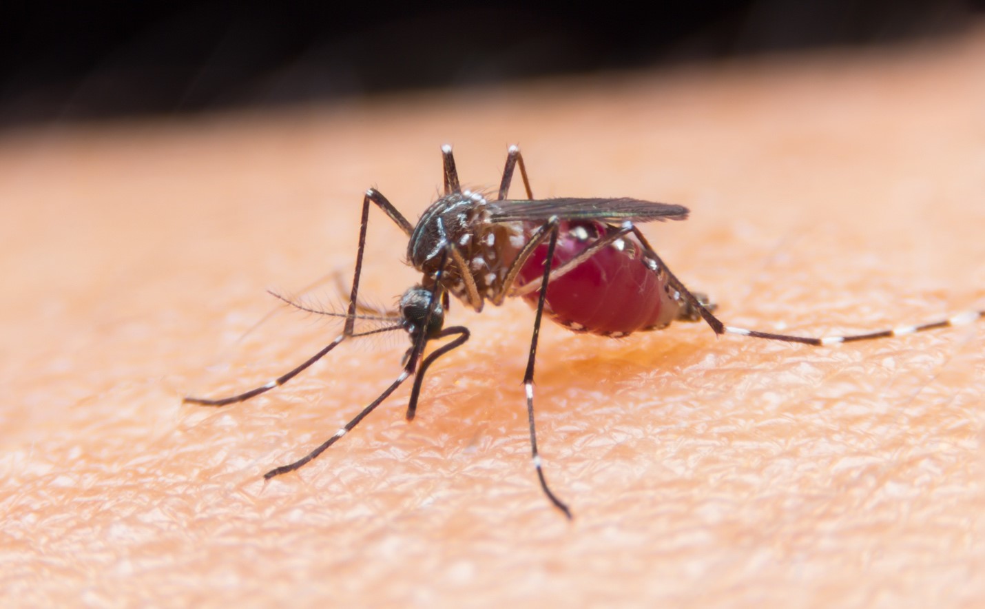 Here is what you should know about Malaria 