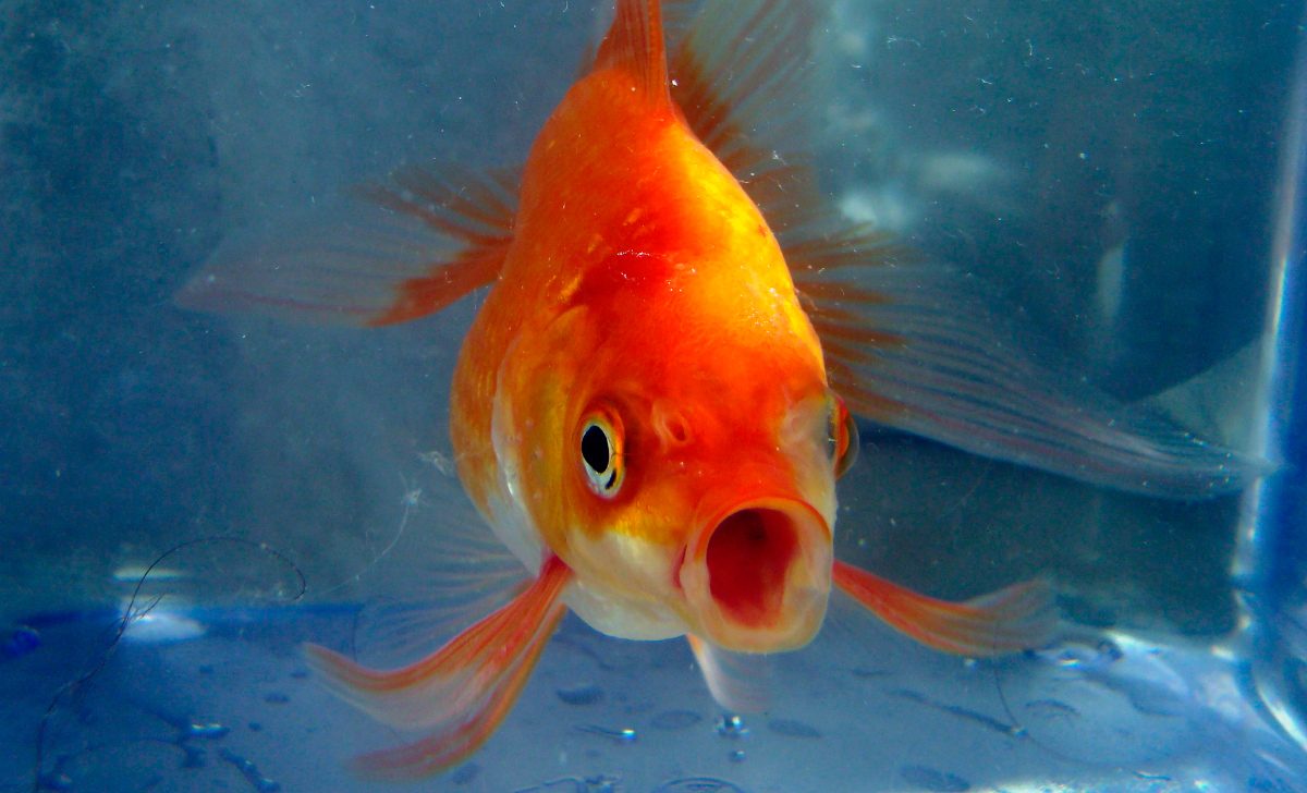 Estos peces son capaces de producir alcohol 