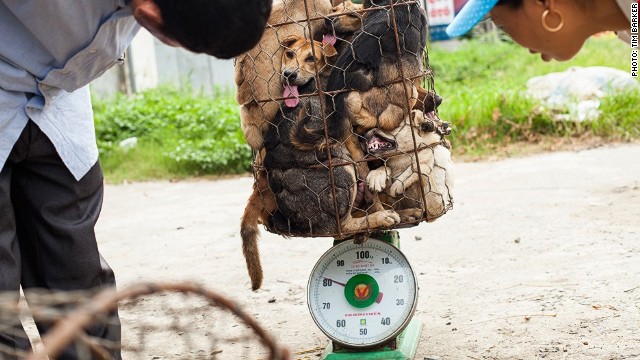 As&iacute; es el "inhumano" contrabando de perros en Vietnam