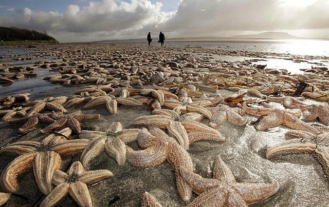 Las estrellas de mar est&aacute;n muriendo por el calentamiento global