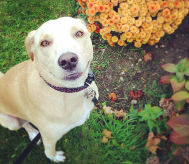 "Saddest Dog" shuts down after she is adopted and returned to shelter
