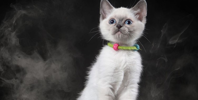 C&oacute;mo afecta el humo del tabaco a tu mascota