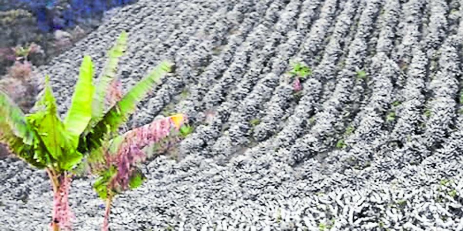 Si llueve en las zonas cafeteras, el pa&iacute;s tendr&iacute;a megacosecha del grano este a&ntilde;o