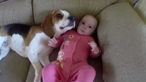 Charlie, el perro ni&ntilde;ero que cuida a una bebe 