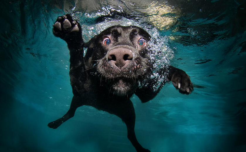 El incre&iacute;ble libro de los perros buceadores