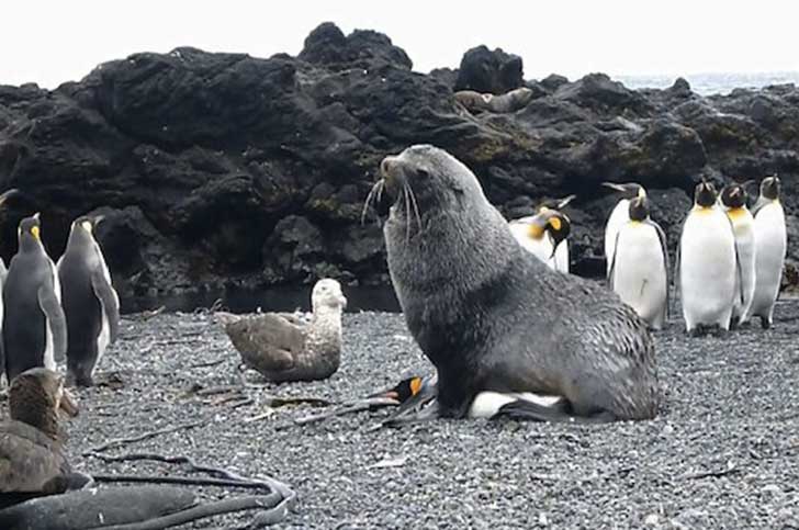 Los lobos marinos en la Ant&aacute;rtida tienen un extra&ntilde;o comportamiento: tienen sexo con ping&uuml;inos