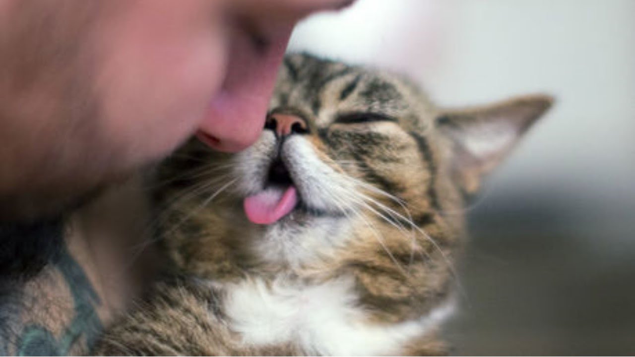 &iexcl;Cient&iacute;ficamente comprobado! El ronroneo de los gatos beneficia la salud de sus due&ntilde;os