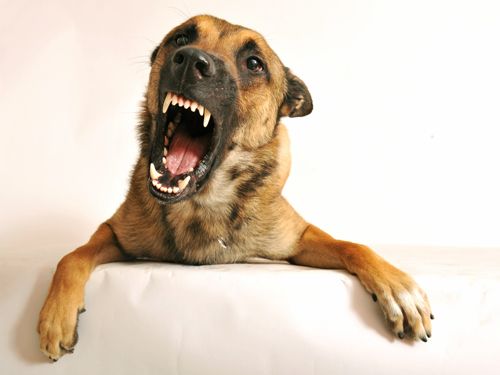 &iquest;Tu perro sufre estr&eacute;s?