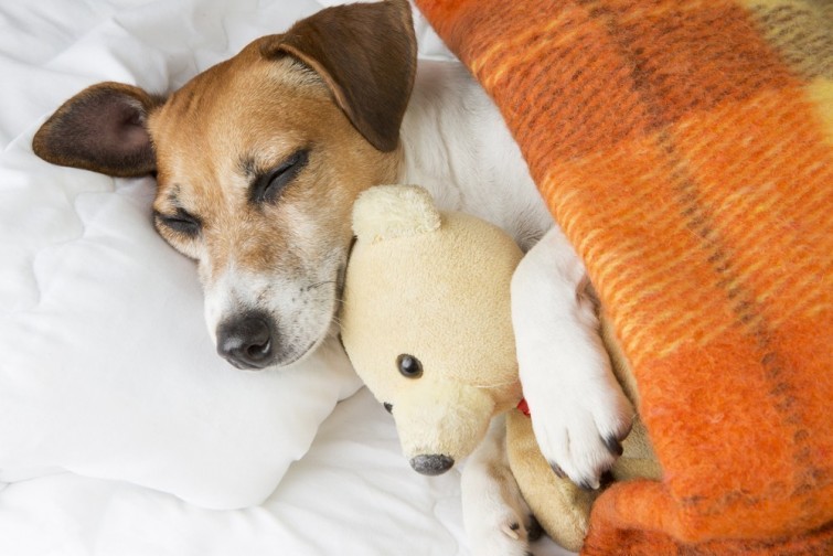 Por qu&eacute; es bueno dormir con tu perro