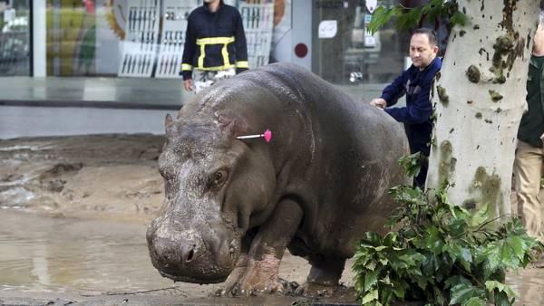 Una extraordinaria inundaci&oacute;n provoc&oacute; la fuga de animales del zool&oacute;gico de esta ciudad