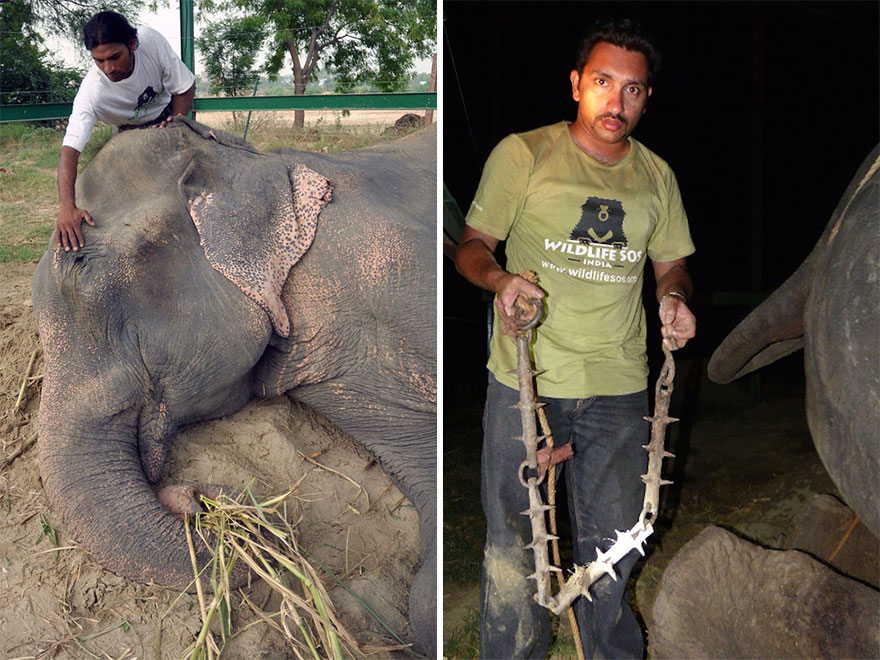 Raju, el elefante que llor&oacute; cuando fue rescatado de su cautiverio