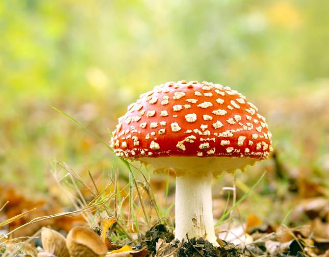 Nuevos ensayos cl&iacute;nicos sugieren que los hongos m&aacute;gicos realmente podr&iacute;an ser la soluci&oacute;n a la depre