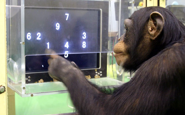 Cient&iacute;ficos sorprendidos: los animales son m&aacute;s inteligentes de lo que se pensaba