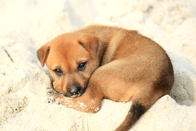 How to train your new puppy