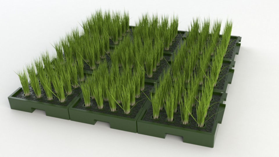 CIENCIA:  EMPRESA HOLANDESA RECUPERA ENERGIA DE LAS PLANTAS