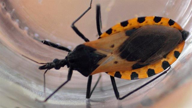 F&aacute;rmaco contra la enfermedad de Chagas producido por una empresa argentina es aprobado por la FDA