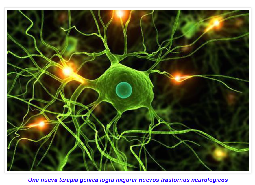 Publicado en "Science": Dise&ntilde;an una nueva terapia g&eacute;nica eficaz para tratar trastornos neurol&oacute;gicos
