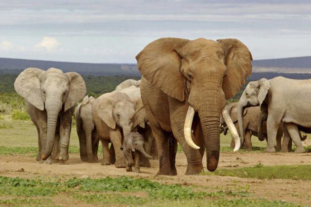Cient&iacute;ficos advierten sobre el inicio de la extinci&oacute;n de la Tierra