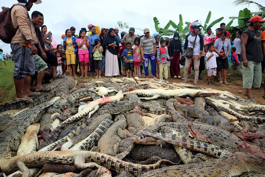 Aldeanos matan 292 cocodrilos para vengar la muerte de un vecino en Indonesia
