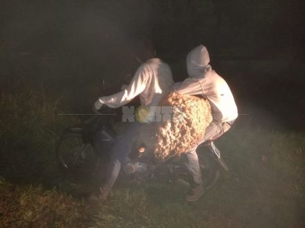 Los atraparon con las manos en la oveja: La sacamos a pasear, dijeron