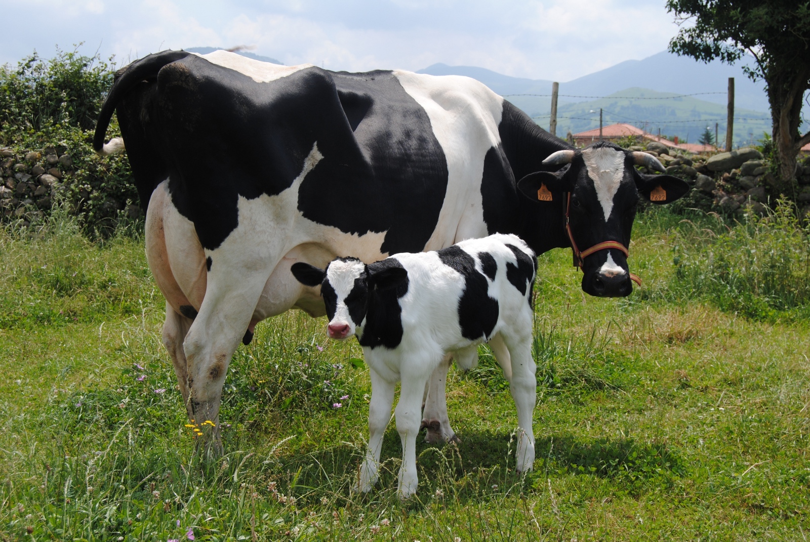  Las leches vegetales no son comparables en sus propiedades a las de la leche de vaca
