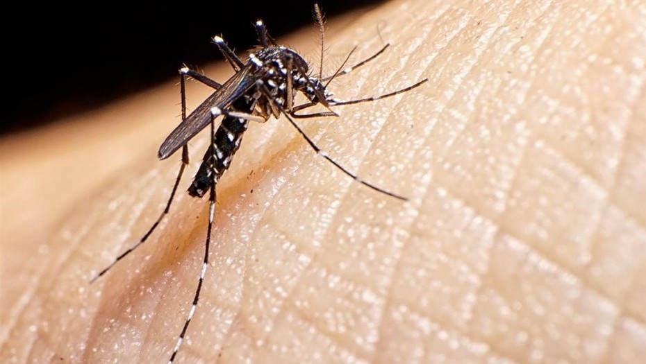 Zika, dengue y chikungu&ntilde;a crecen por confusi&oacute;n de s&iacute;ntomas y mal diagn&oacute;stico