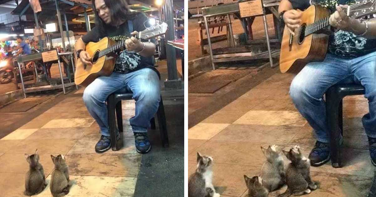 Gatitos se detuvieron a escuchar a un cantante callejero