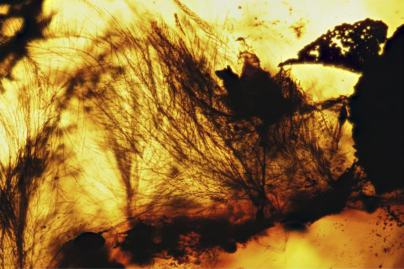 Las plumas de un ave prehist&oacute;rica se preservaron de la forma m&aacute;s bella posible