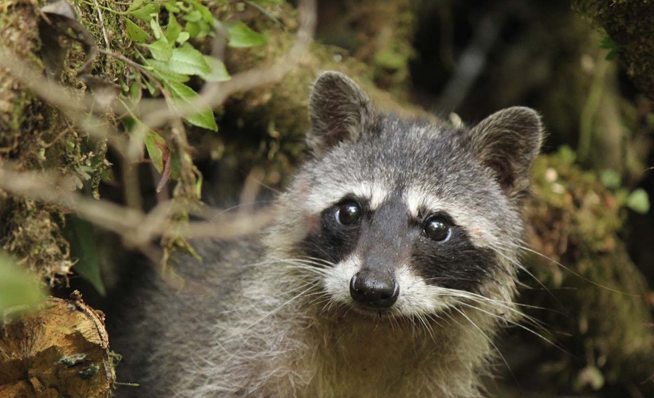 Mapache se convierte en el amigo de todos 