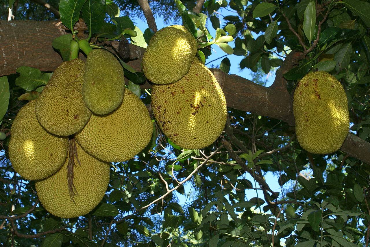 La Jaca, la fruta milagrosa que cura el c&aacute;ncer