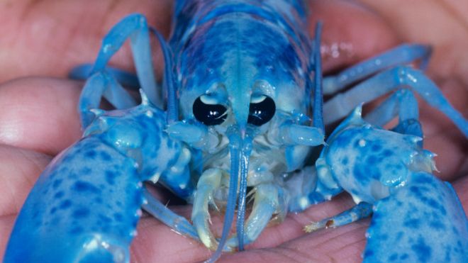 El excepcional hallazgo de dos langostas azules: