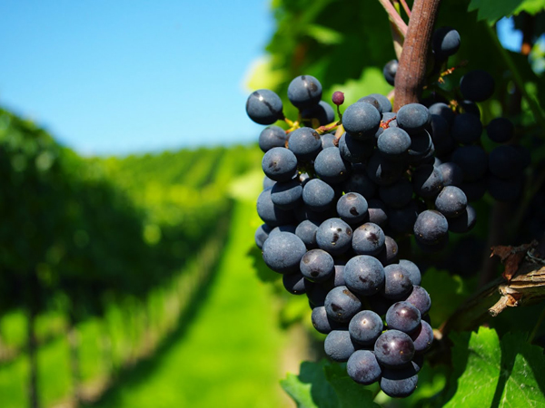 El vino no se escapa del cambio clim&aacute;tico