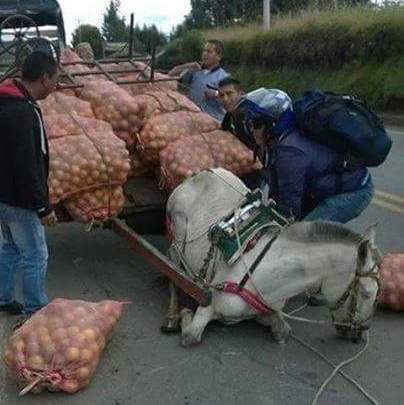 C&aacute;rcel y multas por maltrato a los animales en Colombia