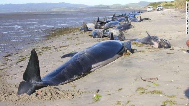 Docenas de ballenas son rescatadas en una playa de Nueva Zelandia