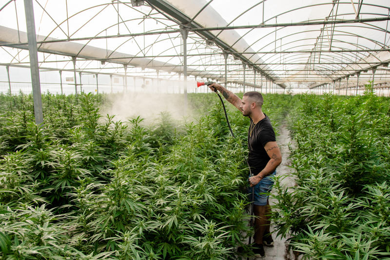  Descubriendo los 7 Beneficios del CBD y Consejos para Comprar CBD en L&iacute;nea