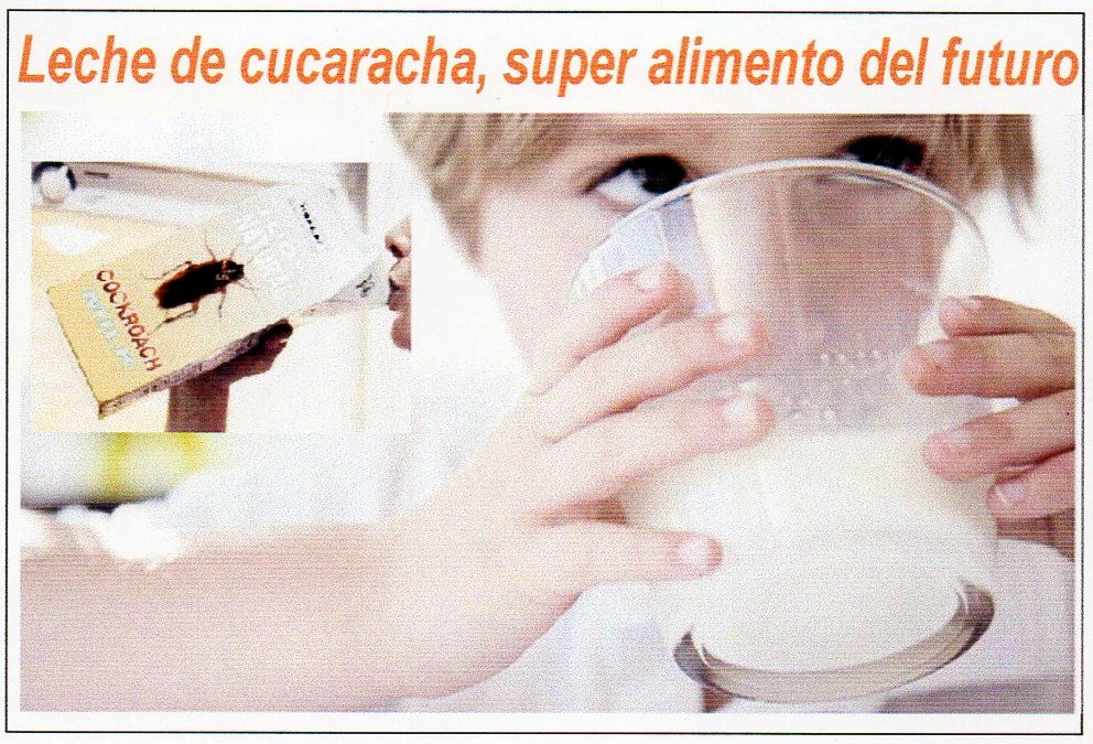 Leche de cucaracha, &iquest;el s&uacute;per alimento del futuro?