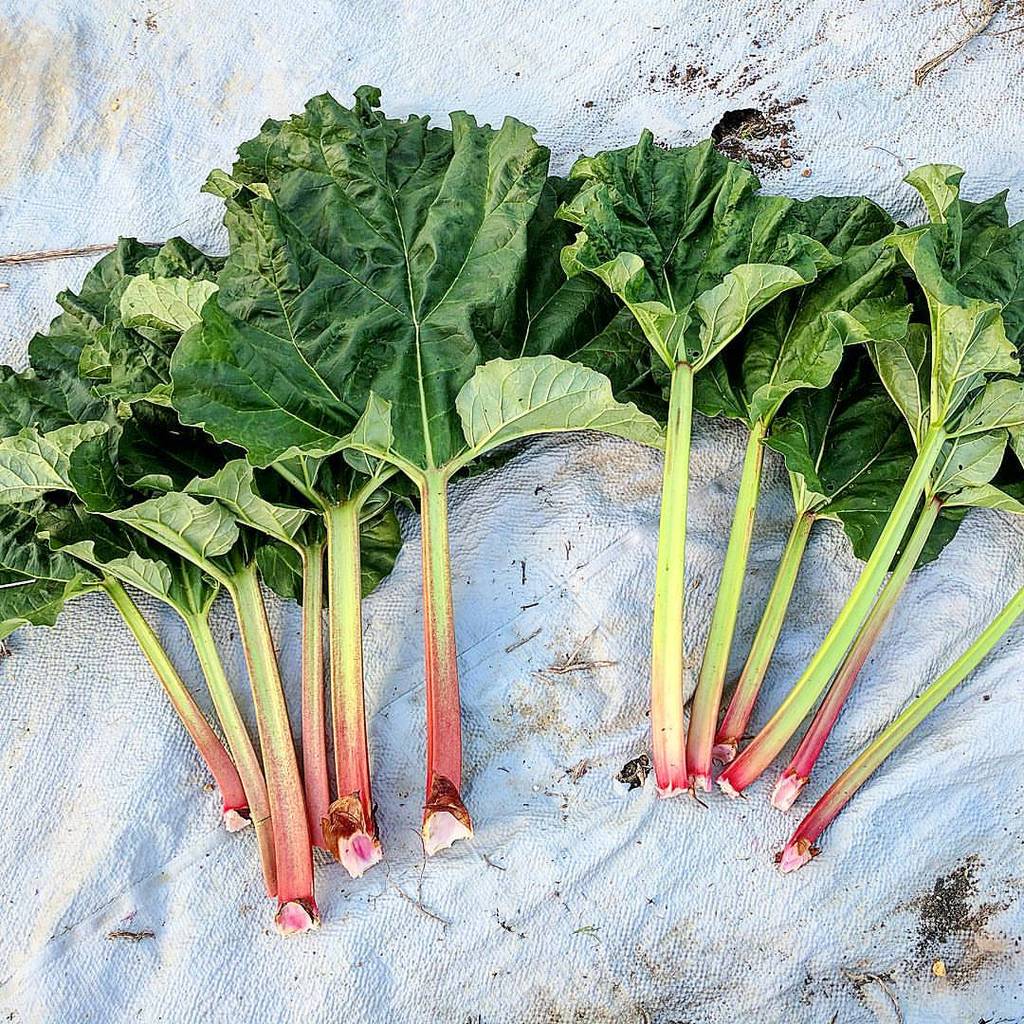  Conoce algunas recetas que puedes preparar con el ruibarbo