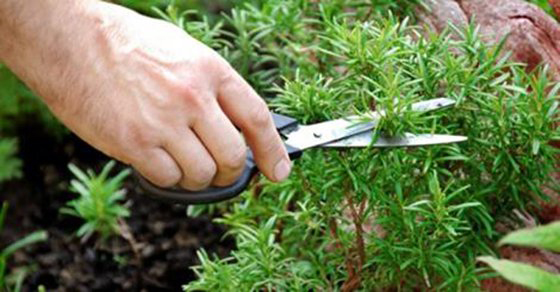 Inhalar esta planta puede aumentar la memoria en un 75%