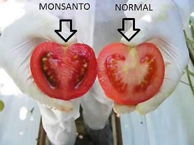 Cu&aacute;les son los peligros de los alimentos transg&eacute;nicos